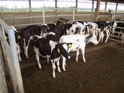 02 20060919 3771_500x375.jpg